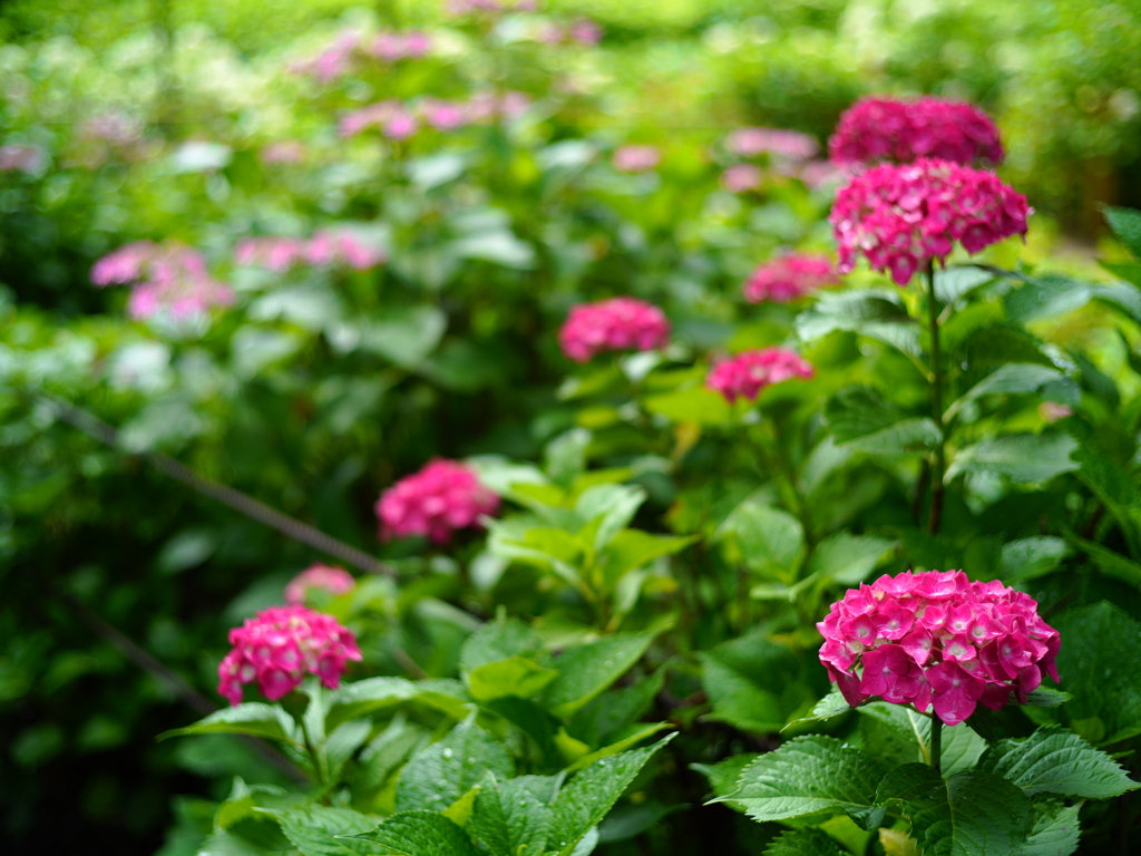 赤い紫陽花