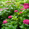 赤い紫陽花