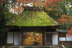 晩秋の法然院-1