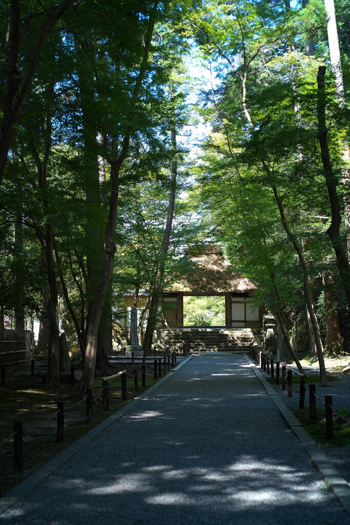 深緑の静けさ