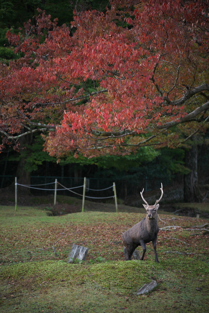 秋色の飛火野-2