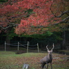 秋色の飛火野-2