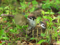 スズメのバトル