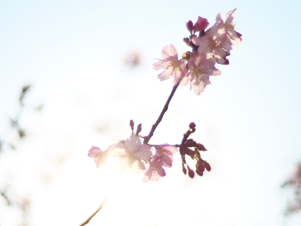 淀の河津桜－１