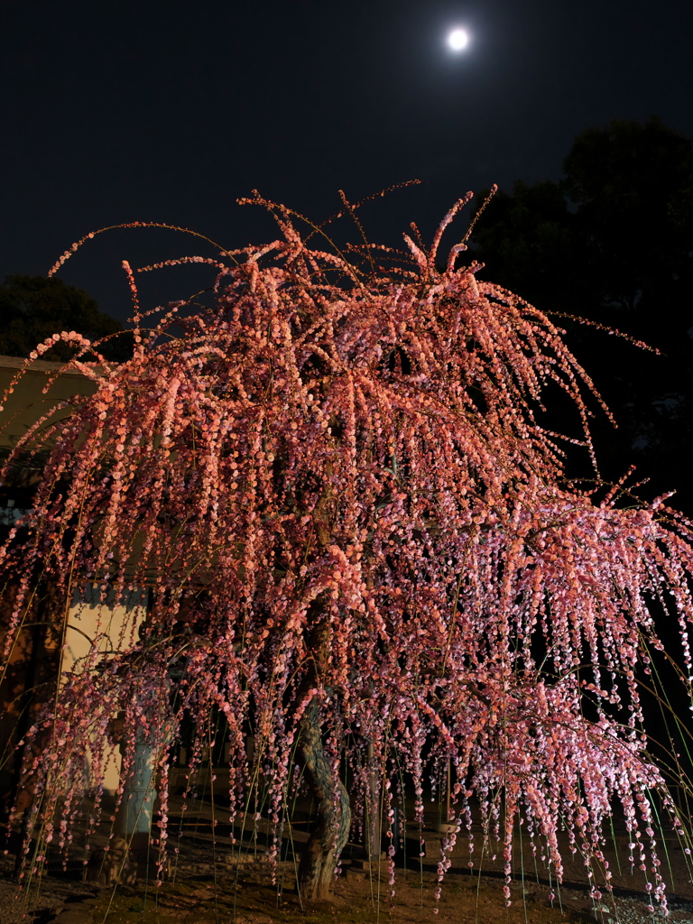 月夜のしだれ梅