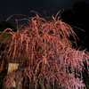 月夜のしだれ梅