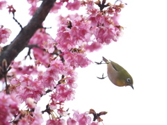 正月桜