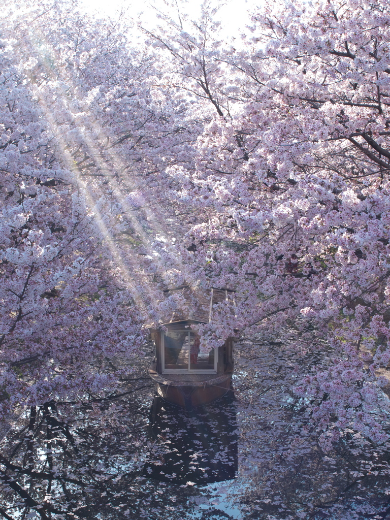 桜のゲート