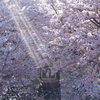 桜のゲート