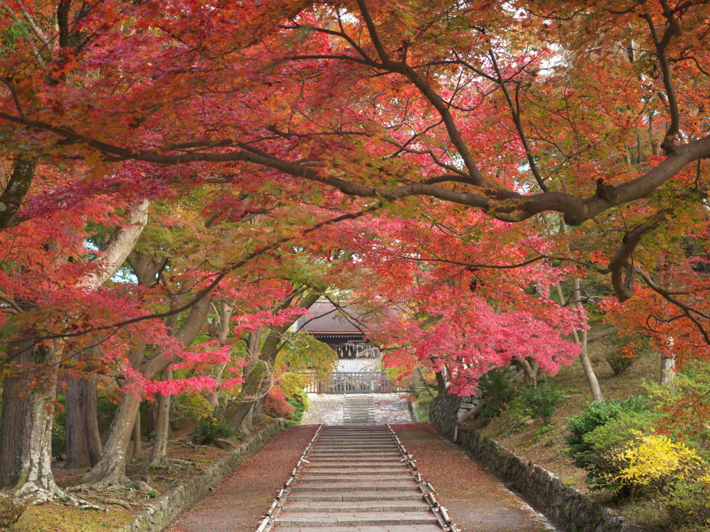 紅葉のトンネル