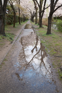 雨上がりの散歩道