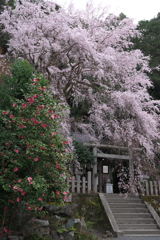 椿と枝垂れ桜-1