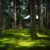 苔のコントラスト
