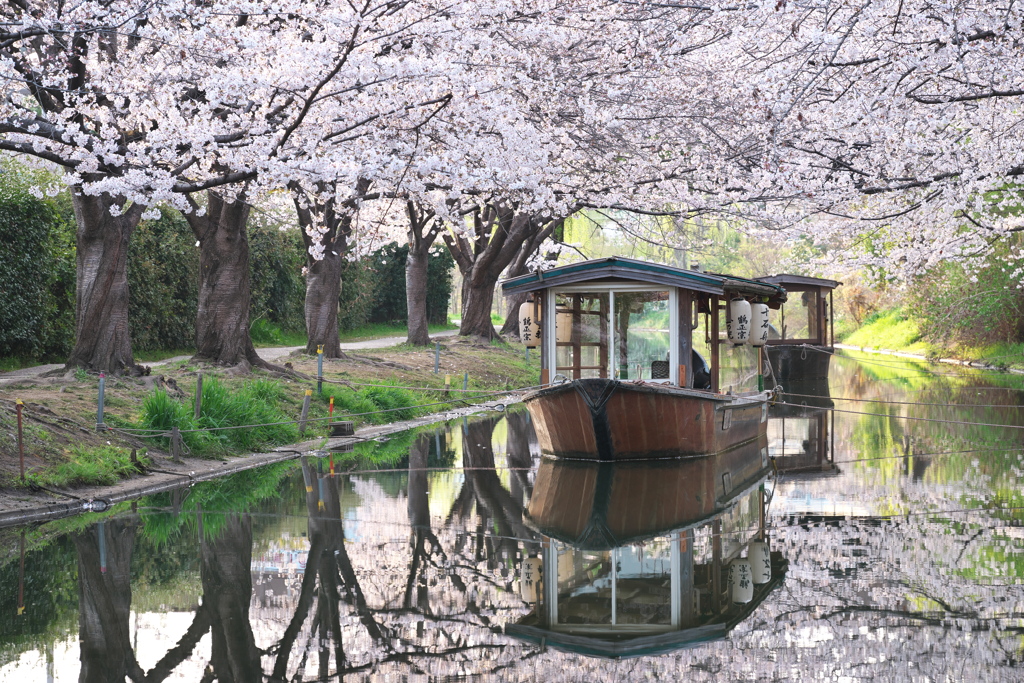 桜の屋根
