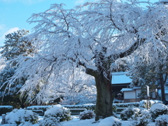 白い枝垂桜