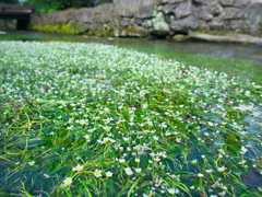 清流に咲く 1