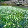清流に咲く 1