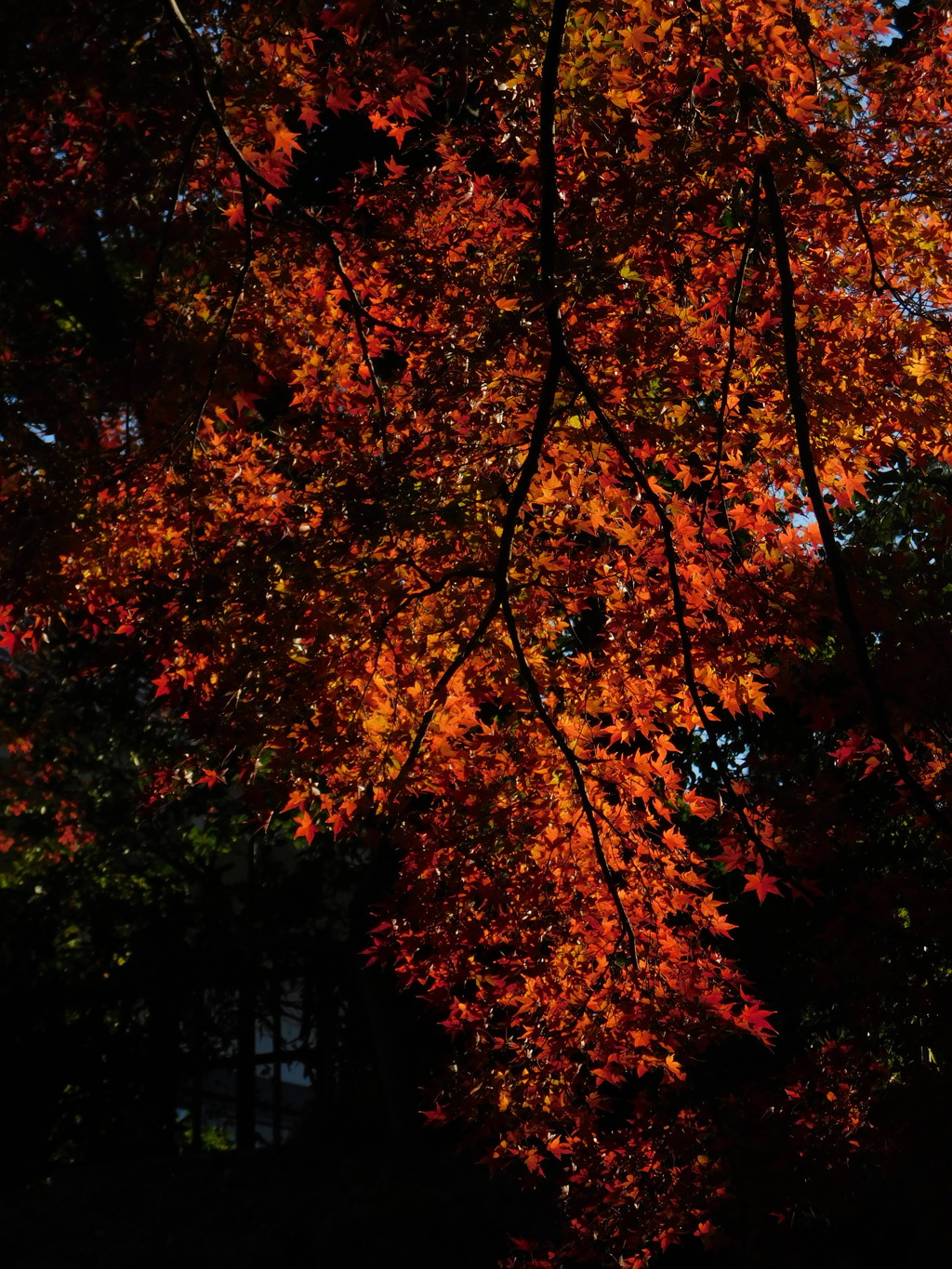 紅い星雲