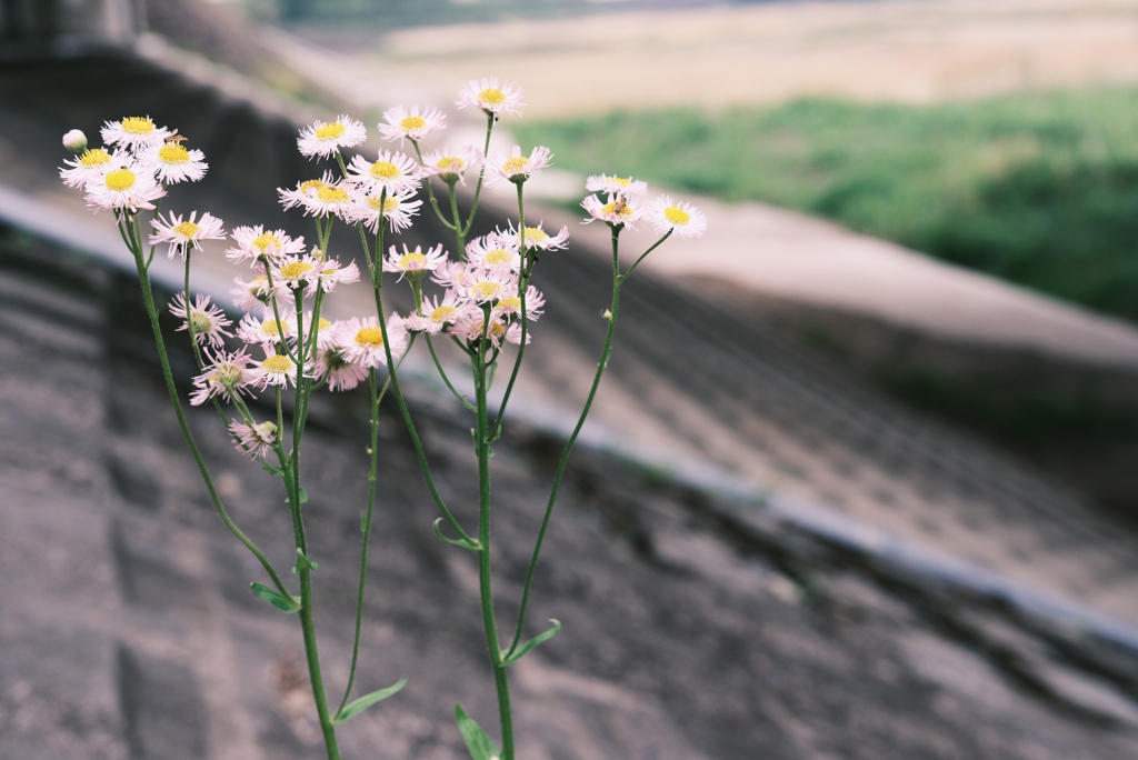 The arrival of a small spring.
