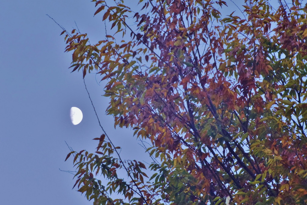 Moon and Autumn.