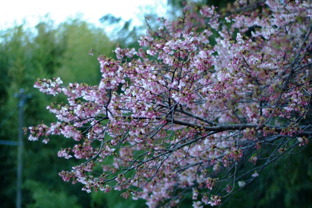 Tender cherry blossom.