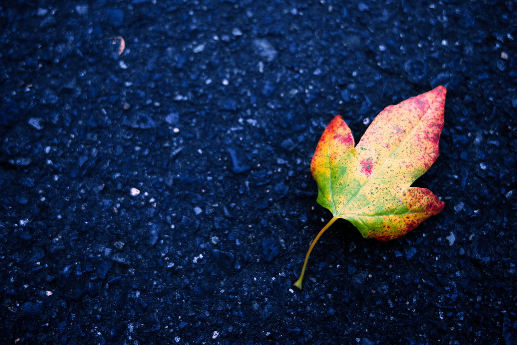 fallen leaves.