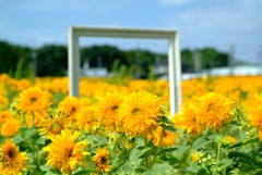 Remembrance of Sunflowers.
