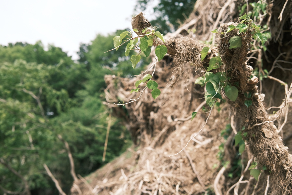 Strength of Nature.