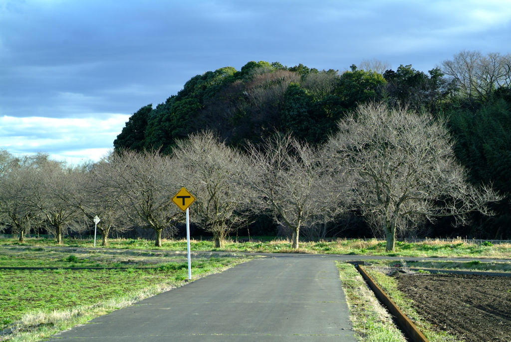 tree crescendo.