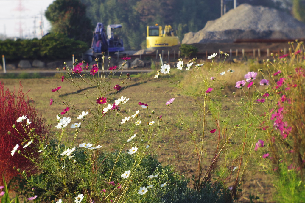 Flowers in Everyday Life.
