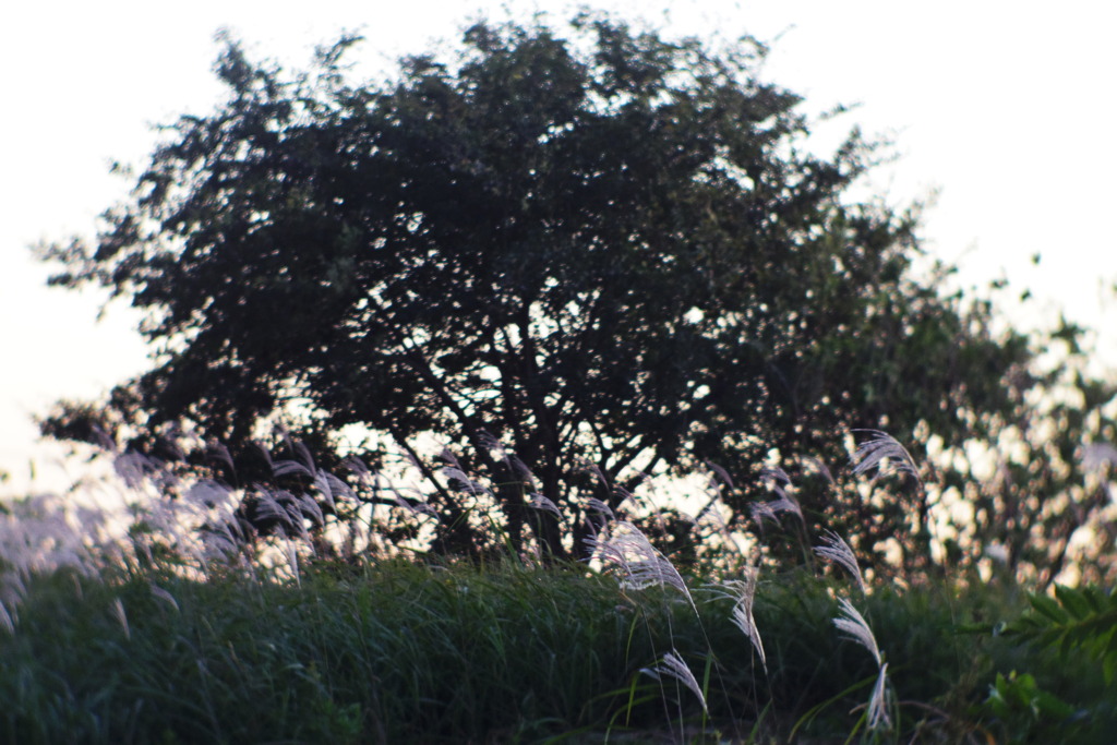 Breeze and Evening.