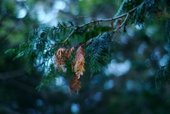 Fall to winter.