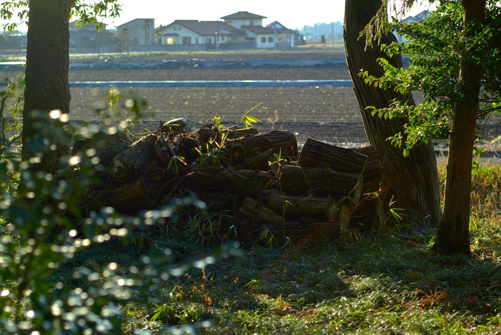 Breath of the log.