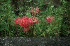Red spider lily on a side street.