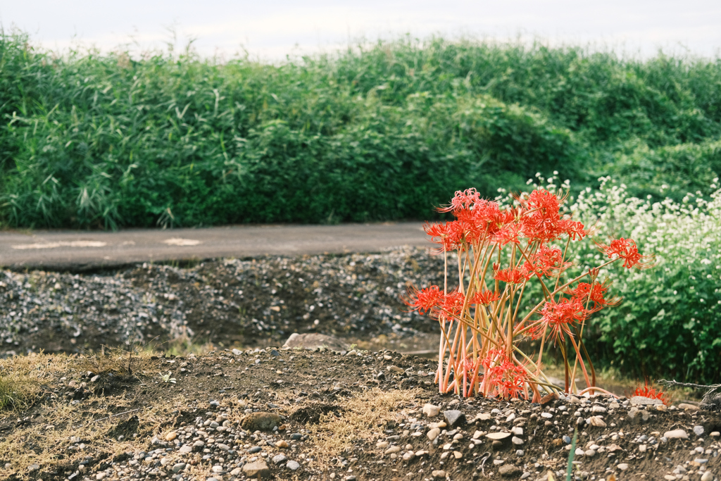Greenery and red spider lily.