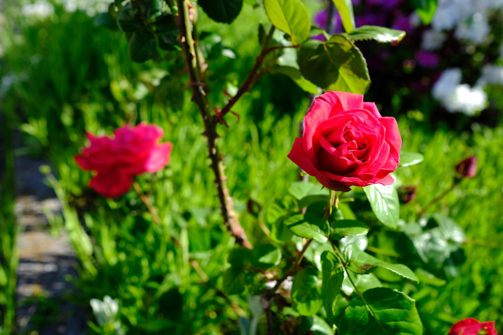 立派な棘と薔薇