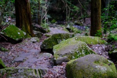 犬鳴山　山道