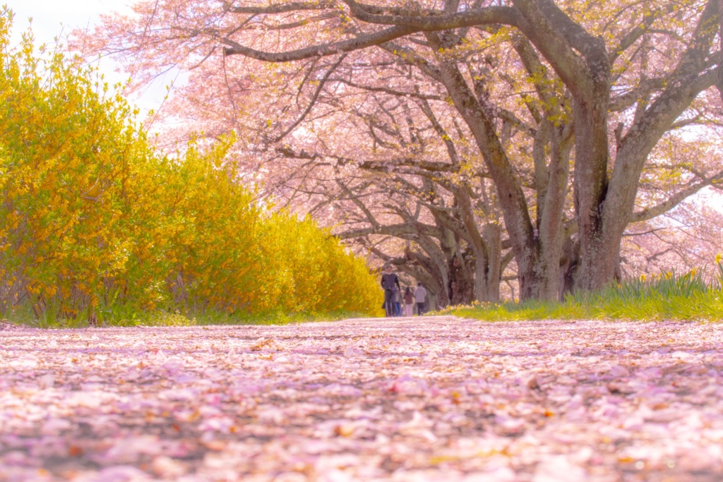 CherryBlossom 