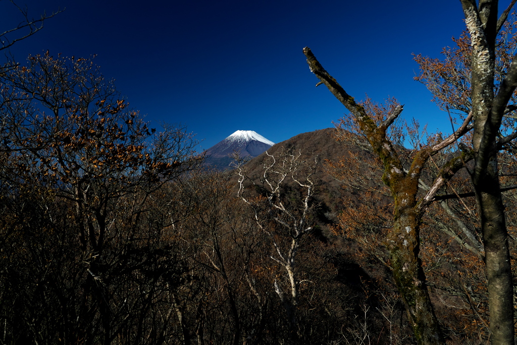 静岡県 愛鷹山からの富士山