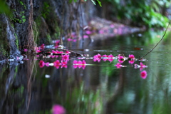 川面に浮かぶ桜