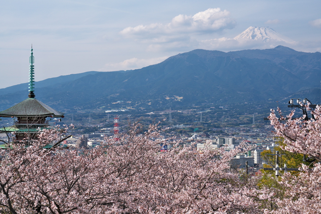 香貫山(静岡県)より 香陵台の桜