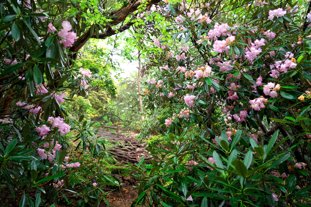 花に包まれた登山道