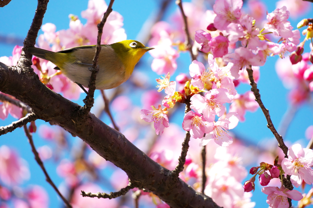 河津桜 咲きました
