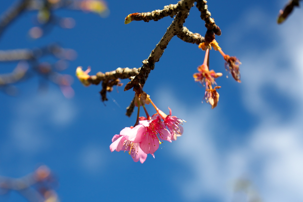 お正月　早くも開花？