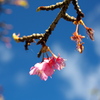 お正月　早くも開花？