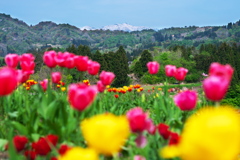 里山の春(蔵出し)