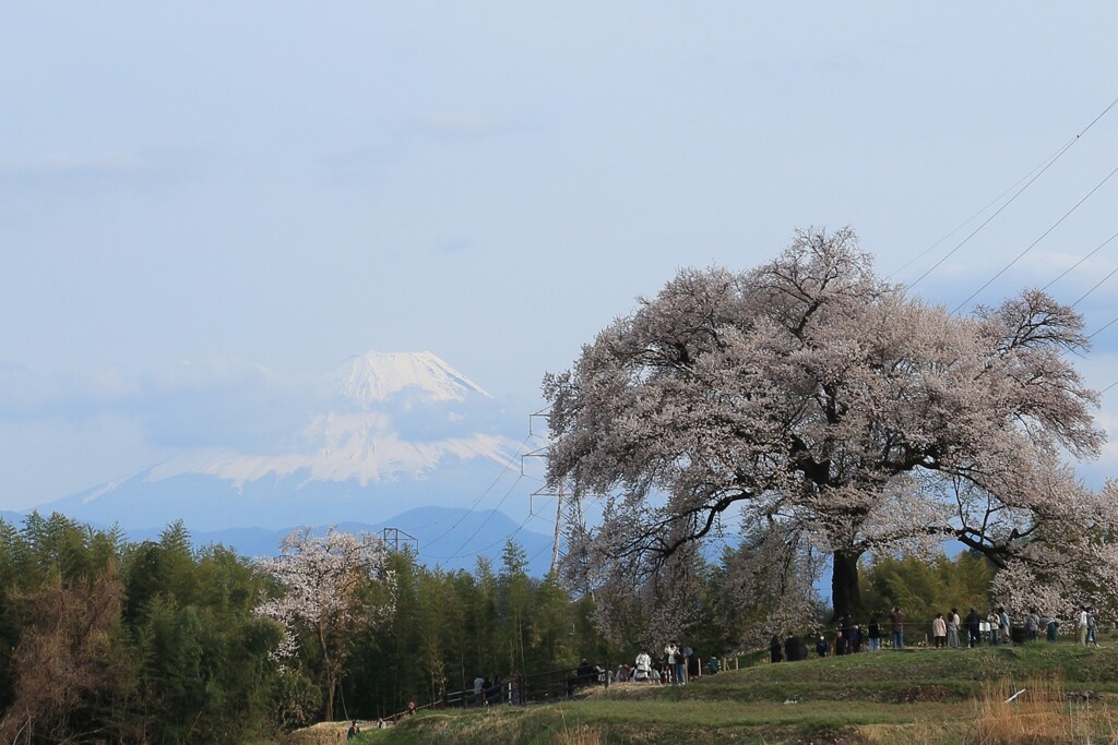 わに塚の桜と富士
