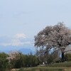 わに塚の桜と富士