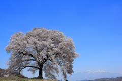 わに塚の一本桜