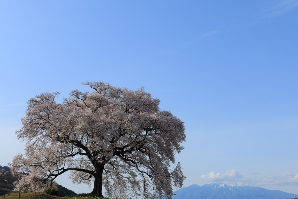 わに塚の一本桜と八ヶ岳